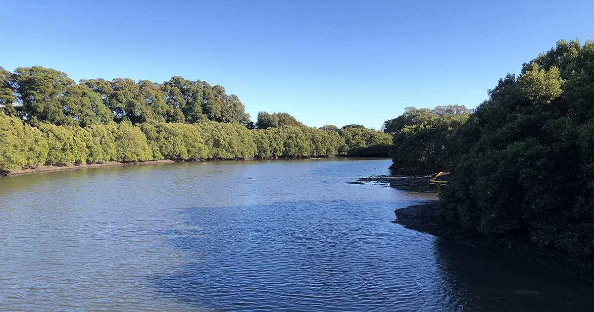 Throsby Creek mangrove maintenance work complete