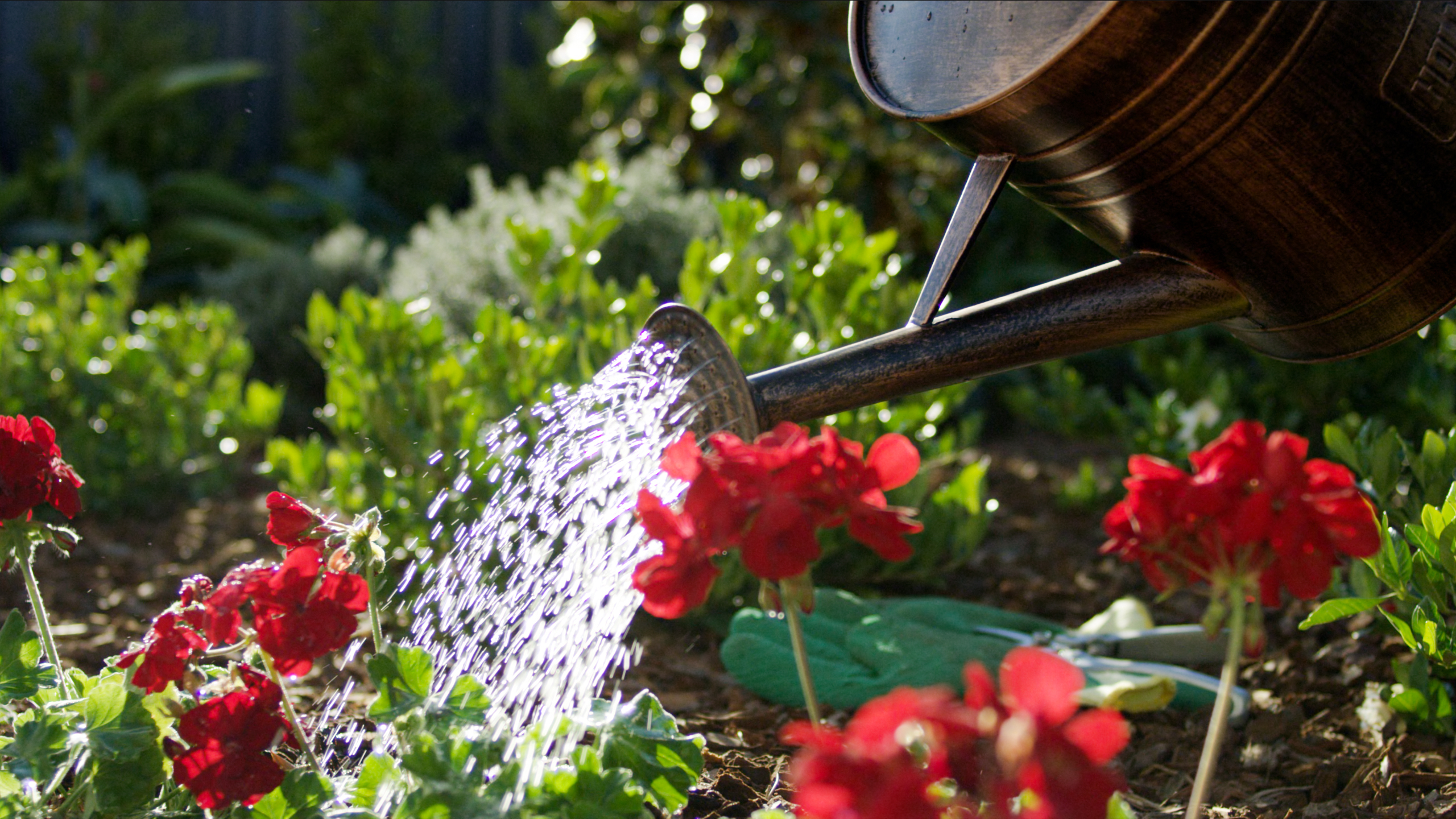 Water in the Lower Hunter Hunter Water